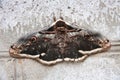 Moth sitting on a wall of the house Royalty Free Stock Photo