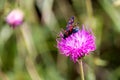 A moth six-spot burnet (Zygaena filipendulae) on a purple flower Royalty Free Stock Photo