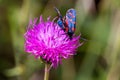 A moth six-spot burnet (Zygaena filipendulae) on a purple flower Royalty Free Stock Photo