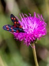 A moth six-spot burnet (Zygaena filipendulae) on a purple flower Royalty Free Stock Photo