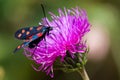 A moth six-spot burnet (Zygaena filipendulae) on a purple flower Royalty Free Stock Photo