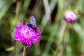 A moth six-spot burnet (Zygaena filipendulae) on a purple flower Royalty Free Stock Photo