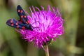 A moth six-spot burnet (Zygaena filipendulae) on a purple flower