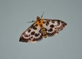 Moth, small magpie on blue wall Royalty Free Stock Photo