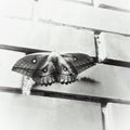 Moth with spreaded wings on a brick wall. Royalty Free Stock Photo