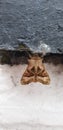 Lepidoptera, moth on stone under daylight. Royalty Free Stock Photo