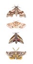 Moth study