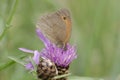 moth on a thistle flower Royalty Free Stock Photo