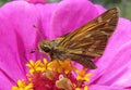 Moth on Top of a Purple Zinnia Flower