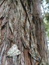 Moth on tree bark Royalty Free Stock Photo