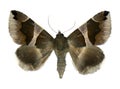 Moth with an unusual geometric pattern on its wings Royalty Free Stock Photo