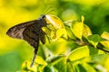 Moth Urbanus simplicius - lepidoptera - on leaf with blurred green background macro phototography Royalty Free Stock Photo