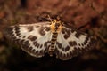 Moth. Royalty Free Stock Photo
