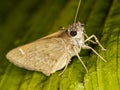 Moth with water drops on leaf