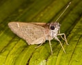 Moth with water drops on leaf Royalty Free Stock Photo