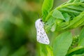 Moth Royalty Free Stock Photo