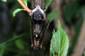 Moth in the wild during mating Royalty Free Stock Photo