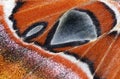 Moth wing, close-up Royalty Free Stock Photo