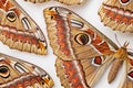 Moth wing pattern repeating design Royalty Free Stock Photo