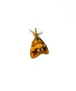 The moth (Triodia sylvina). Royalty Free Stock Photo
