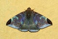 Moth on a yeellow background, India Royalty Free Stock Photo