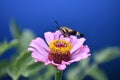 Moth on a zinnia flower