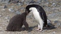 Mother Adelie Penguin Feeding Her Baby Royalty Free Stock Photo