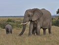 mother african elephant grazes peacefully as one calf suckles on her teats and the other looks on in the wild savannah of the