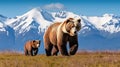 mother alaska brown bear Royalty Free Stock Photo