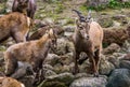 Mother alpine ibex with her young kid and other family members, wild goats from the mountains of europe Royalty Free Stock Photo