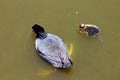 Mother American Coot and its baby Royalty Free Stock Photo