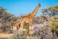 A mother Angolan Giraffe ( Giraffa Camelopardalis Angolensis) with two babyâs, Etosha National Park, Namibia.