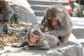 Mother ape picking fleas off baby ape