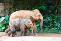 A mother Asian elephant and a baby elephant are walking