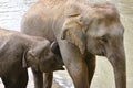 Mother Asian elephant breast feeding a baby/small elephant