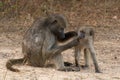 Mother baboon with baby