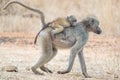 Mother baboon carries young son jockey style