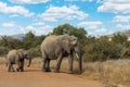 African Elephant in Pilanesberg South Africa wildlife safari Royalty Free Stock Photo