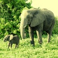 Mother and baby african elephants, Botswana. Royalty Free Stock Photo