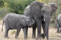 Mother and baby African elephants, Loxodanta Africana, up close with natural African landscape in background Royalty Free Stock Photo