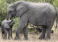 Mother and baby African elephants, Loxodanta Africana, up close with natural African landscape in background Royalty Free Stock Photo