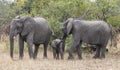 Mother and baby African elephants, Loxodanta Africana, up close with natural African landscape in background Royalty Free Stock Photo