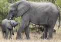 Mother and baby African elephants, Loxodanta Africana, up close with natural African landscape in background Royalty Free Stock Photo