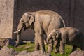 Mother and baby African Elephants wailking on the grass