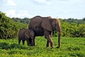 Mother and baby african elephants, Botswana, Africa. Royalty Free Stock Photo