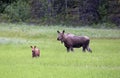 Mother and baby alaskan caribou