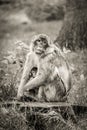 Mother and baby Barbary Macaque monkey. Royalty Free Stock Photo