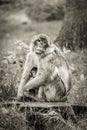 Mother and baby Barbary Macaque monkey.