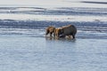 Mother and Baby Bear Feeding on Salmon