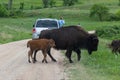 Mother and Baby Bison Crossing the Road